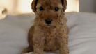 Orijinal Toy Poodle Brown yavru - Dişi